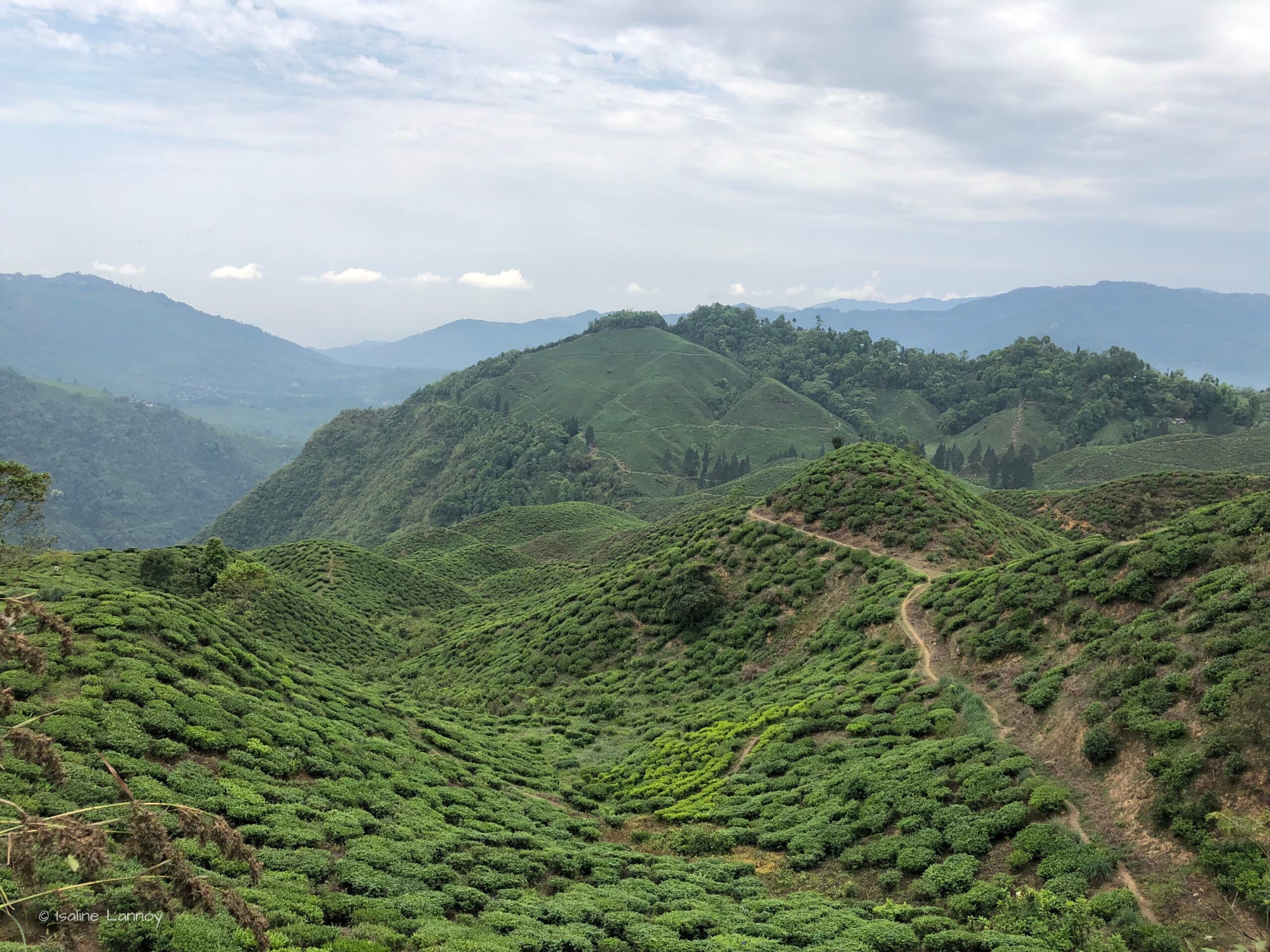 Margaret's Hope Tea Estate