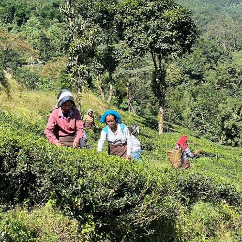 Cueilleuses sur pentes escarpées de Darjeeling