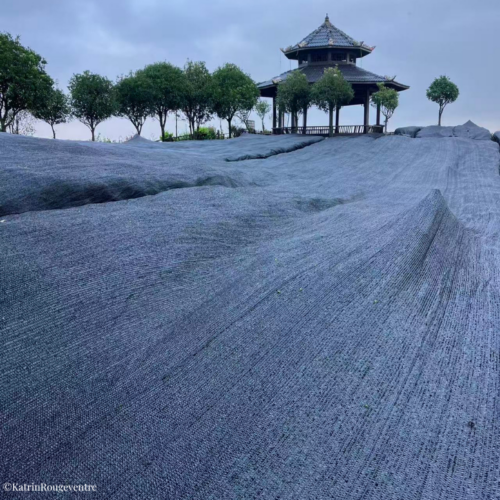 Matcha sous ombre Chine 2026