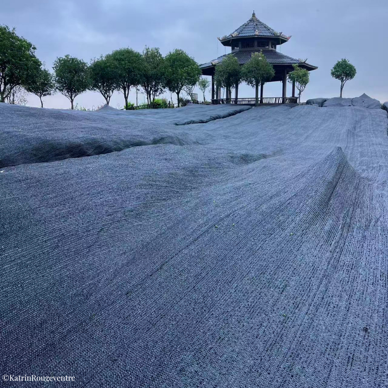 Matcha sous ombre Chine 2026