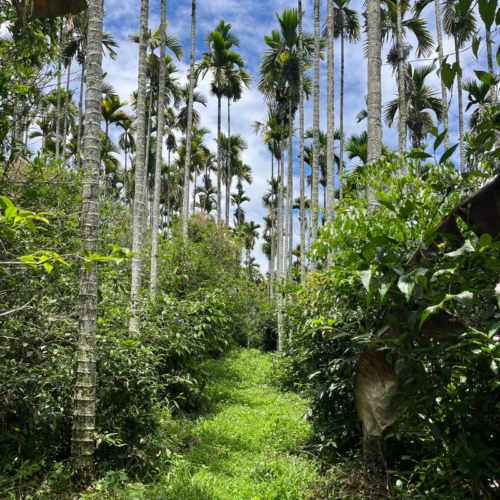Taiwan Tea Garden
